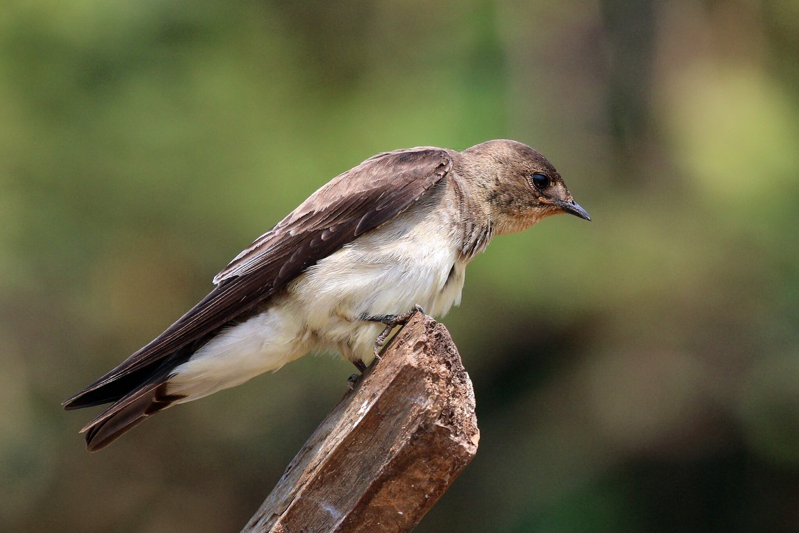 image Grey-breasted Martin